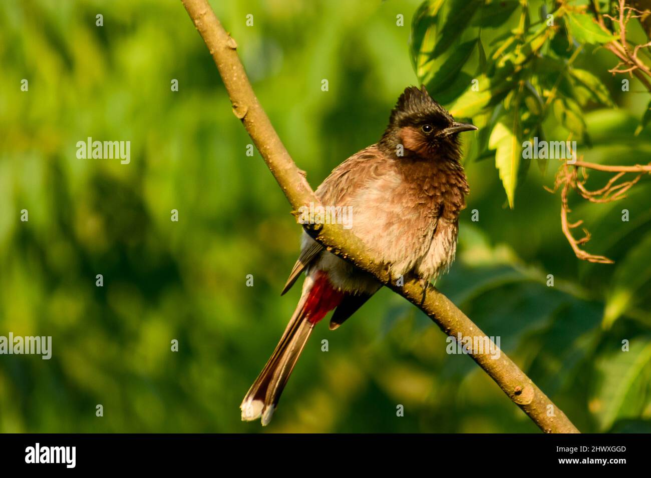 Beautiful  red-vented bulbul on tree branch , Pycnonotus cafer Stock Photo