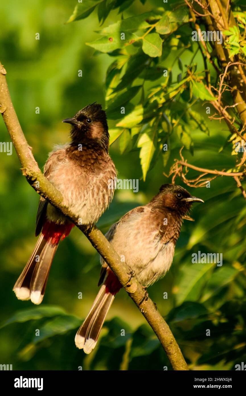 gorgeous pair of the red-vented bulbul, Pycnonotus cafer Stock Photo