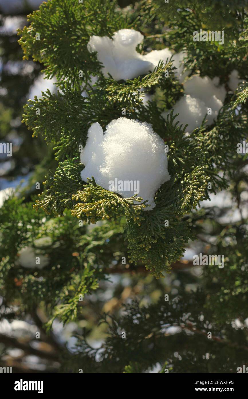 Fresh snow covering a lush green pine tree branch Stock Photo - Alamy