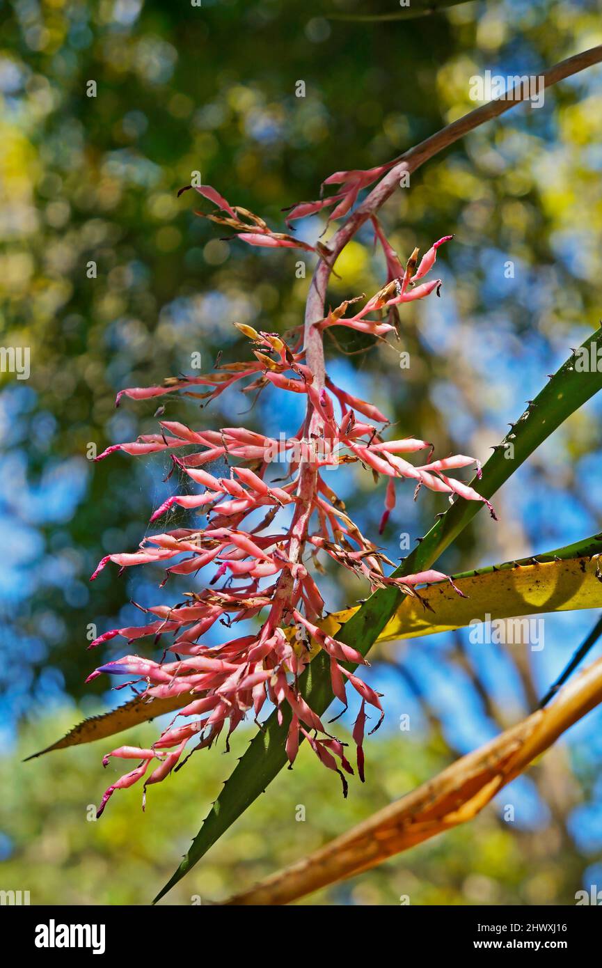 Pink bromeliad inflorescence Stock Photo