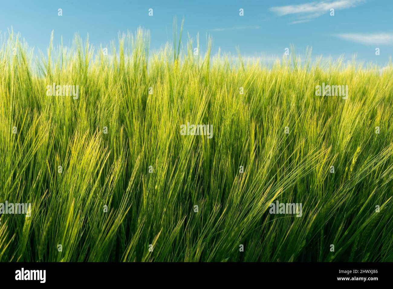 Yellow-green barley grain ears and blue sky Stock Photo