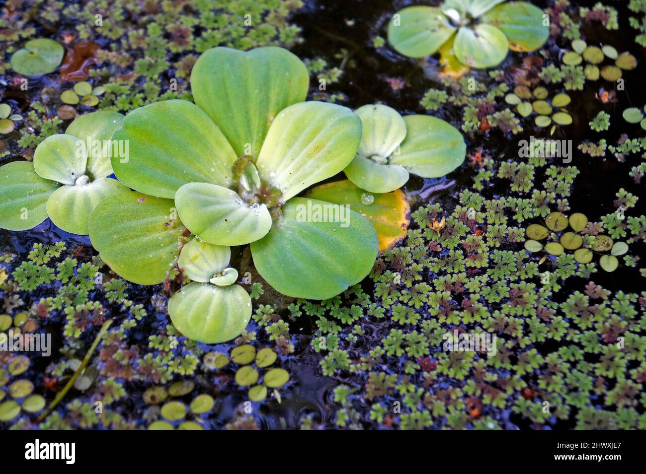 Water Cabbage or Water Lettuce (Pistia stratiotes) Stock Photo