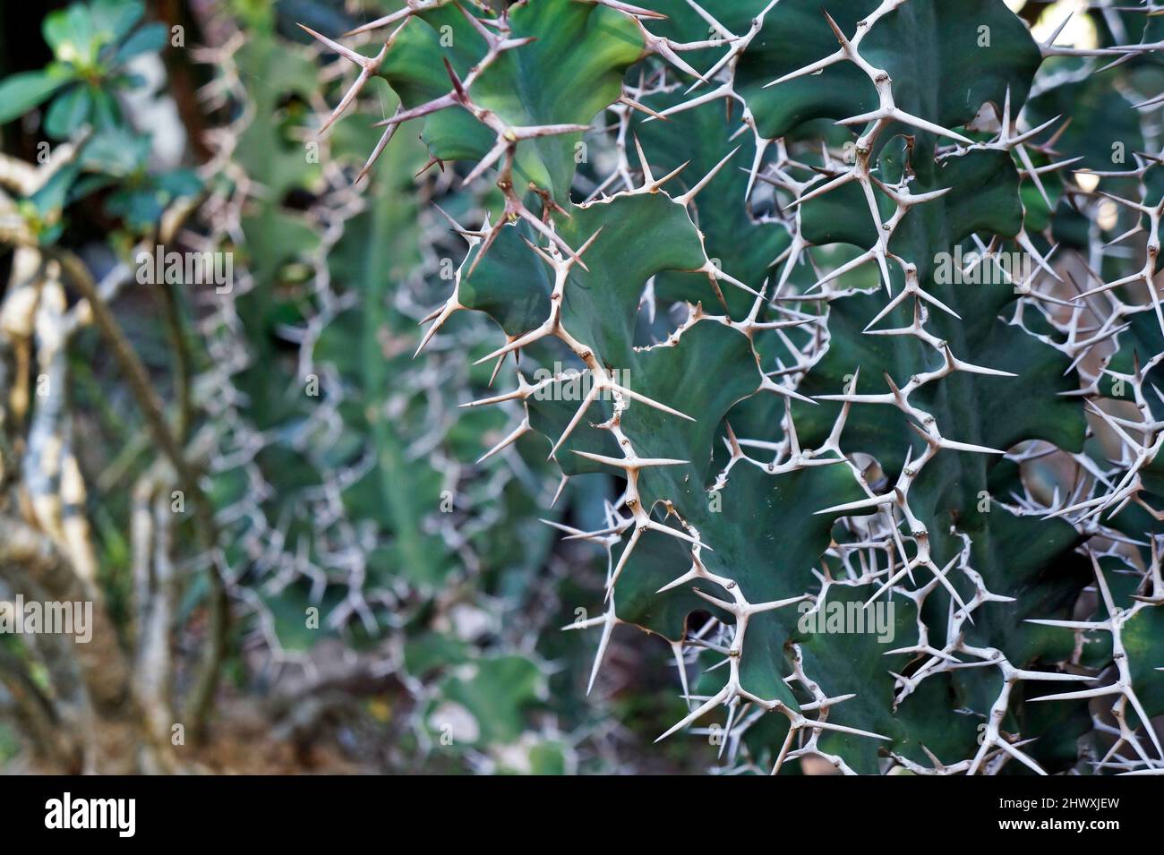 Cow’s Horn Cactus (Euphorbia grandicornis), Rio de Janeiro Stock Photo