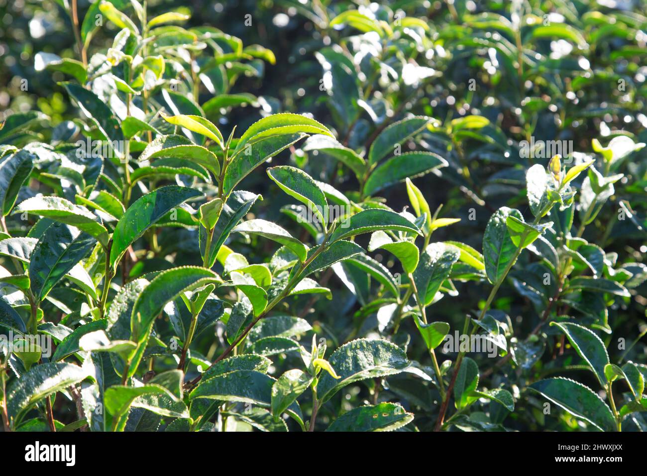 Green tea leaves on mountain sun light morning, Tea plantation field
