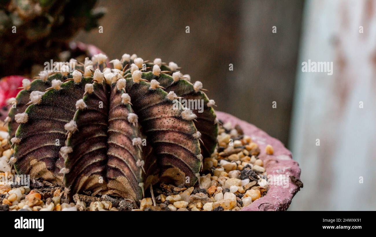 Gymnocalycium friedrichii cactus with rusty color. Closeup of Gymnocalycium friedrichii cactus Stock Photo