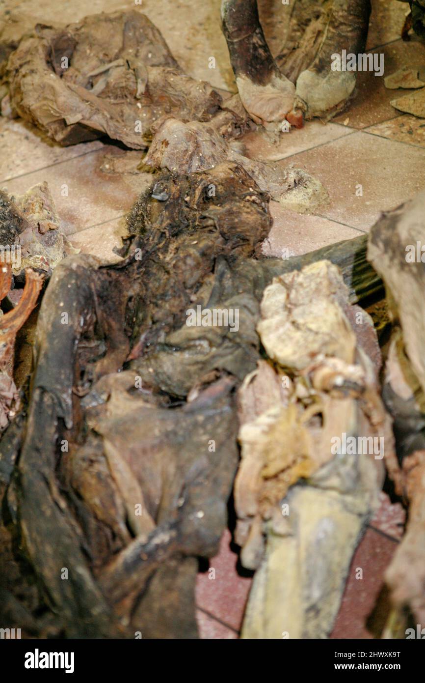 Badly decomposing bodies. The bodies are stored in a mortuary and will be examined by a pathologist, to fully determine the cause of death Stock Photo