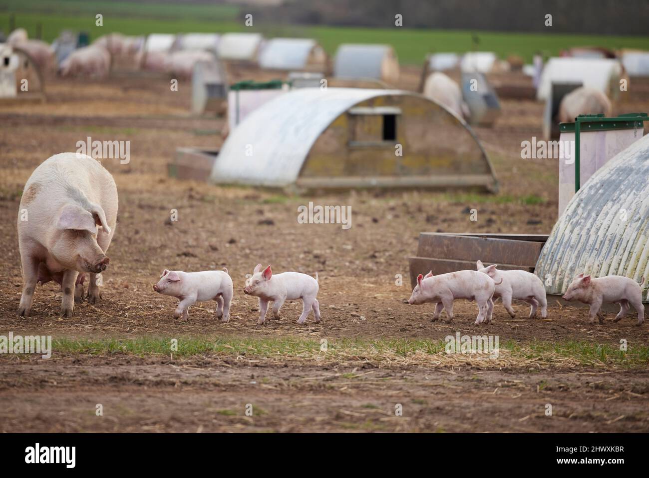 Female Pig With Baby Piglets Outdoors On Livestock Farm Stock Photo