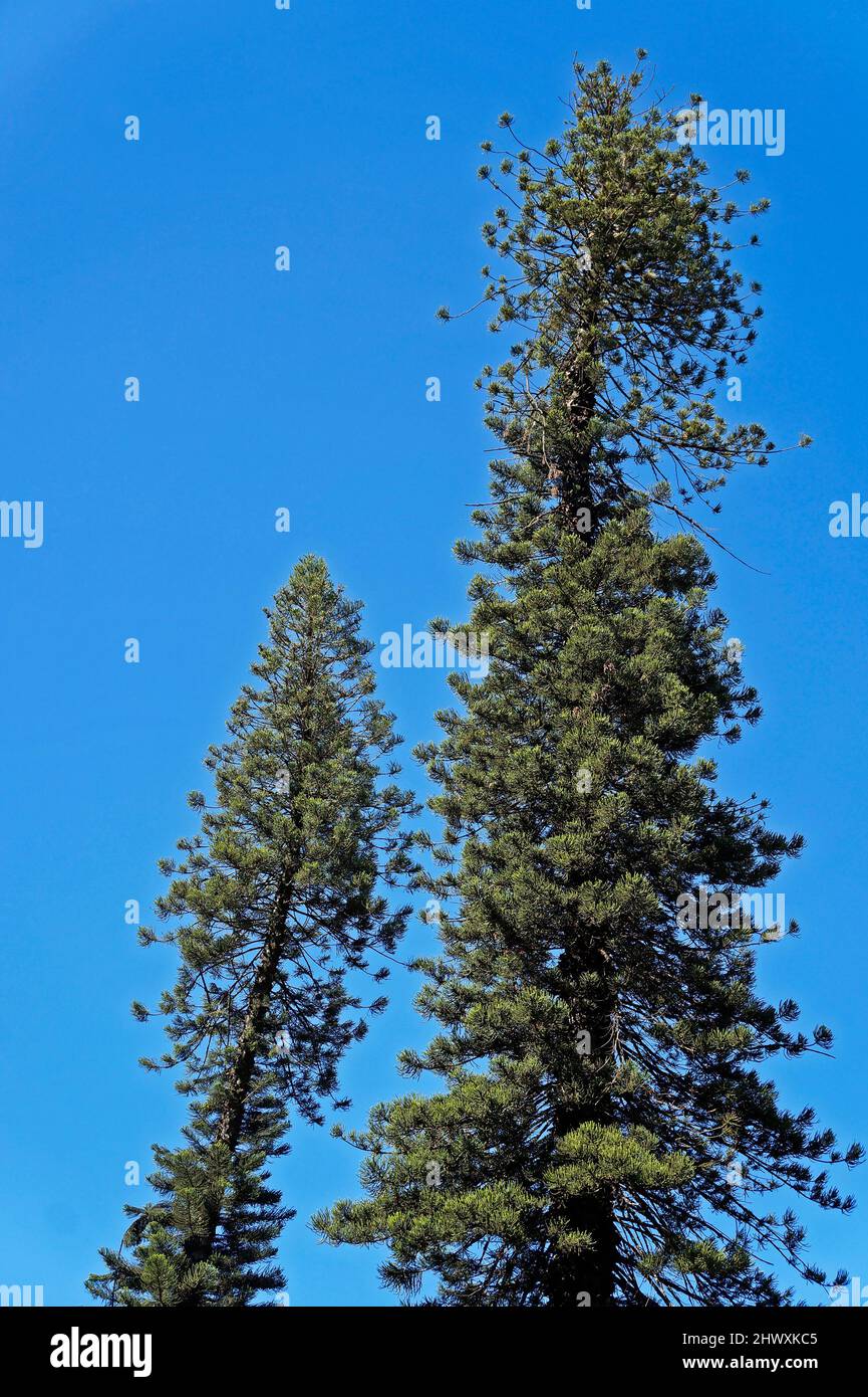 Centenary pine trees in a square of Belo Horizonte, Brazil Stock Photo