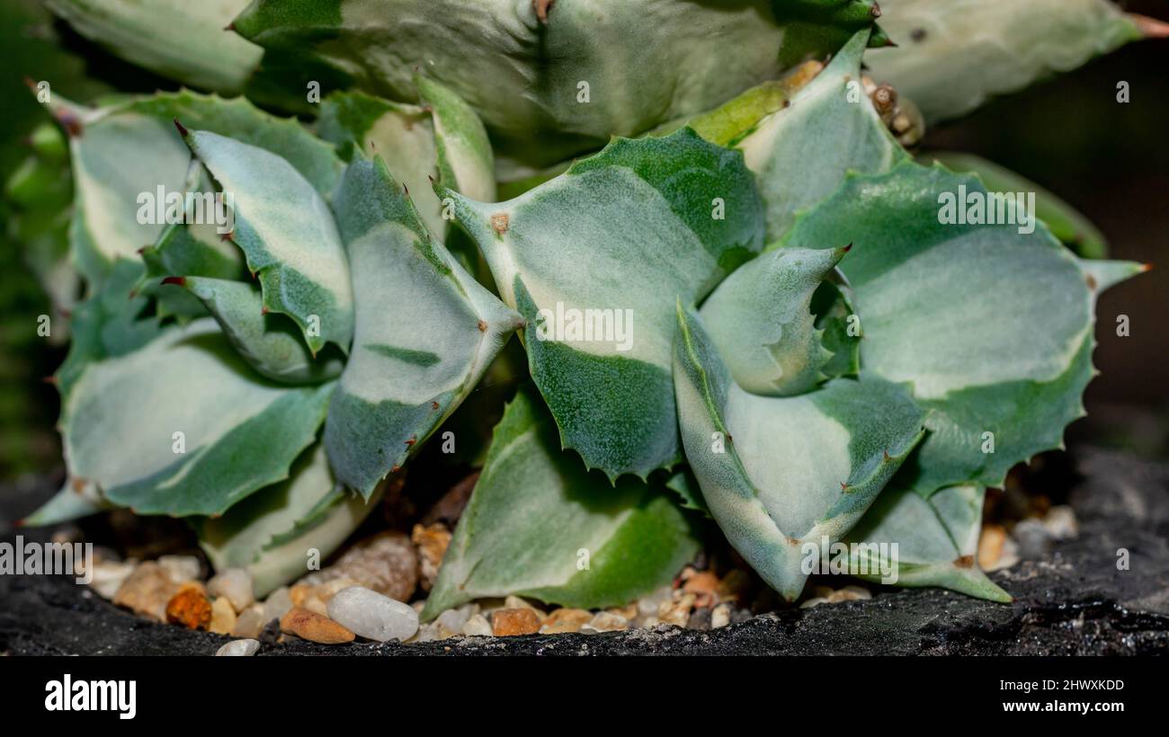 Dwarf variegated agave hi-res stock photography and images - Alamy