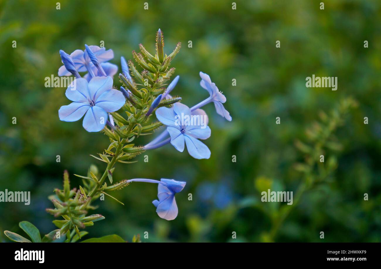 Cape leadwort flowers in the garden (Plumbago auriculata Stock Photo ...