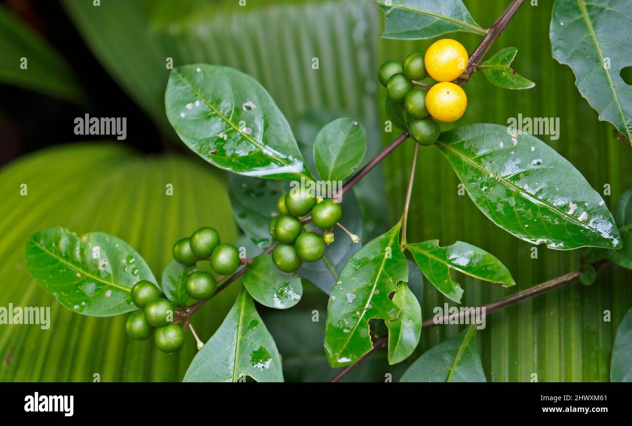Wild yellow and green berries (Solanum diphyllum) on tropical