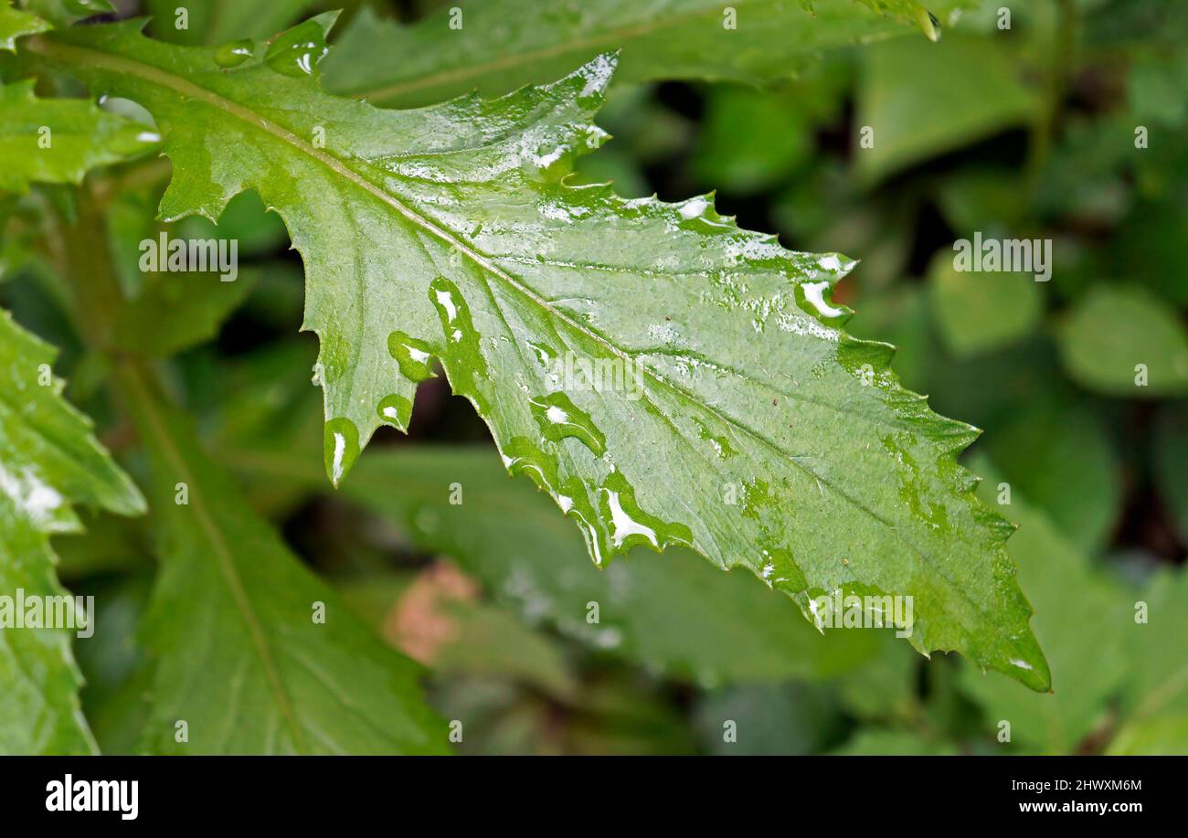 Weed leaf with morning dew. American burnweed (Erechtites hieracifolia) Stock Photo