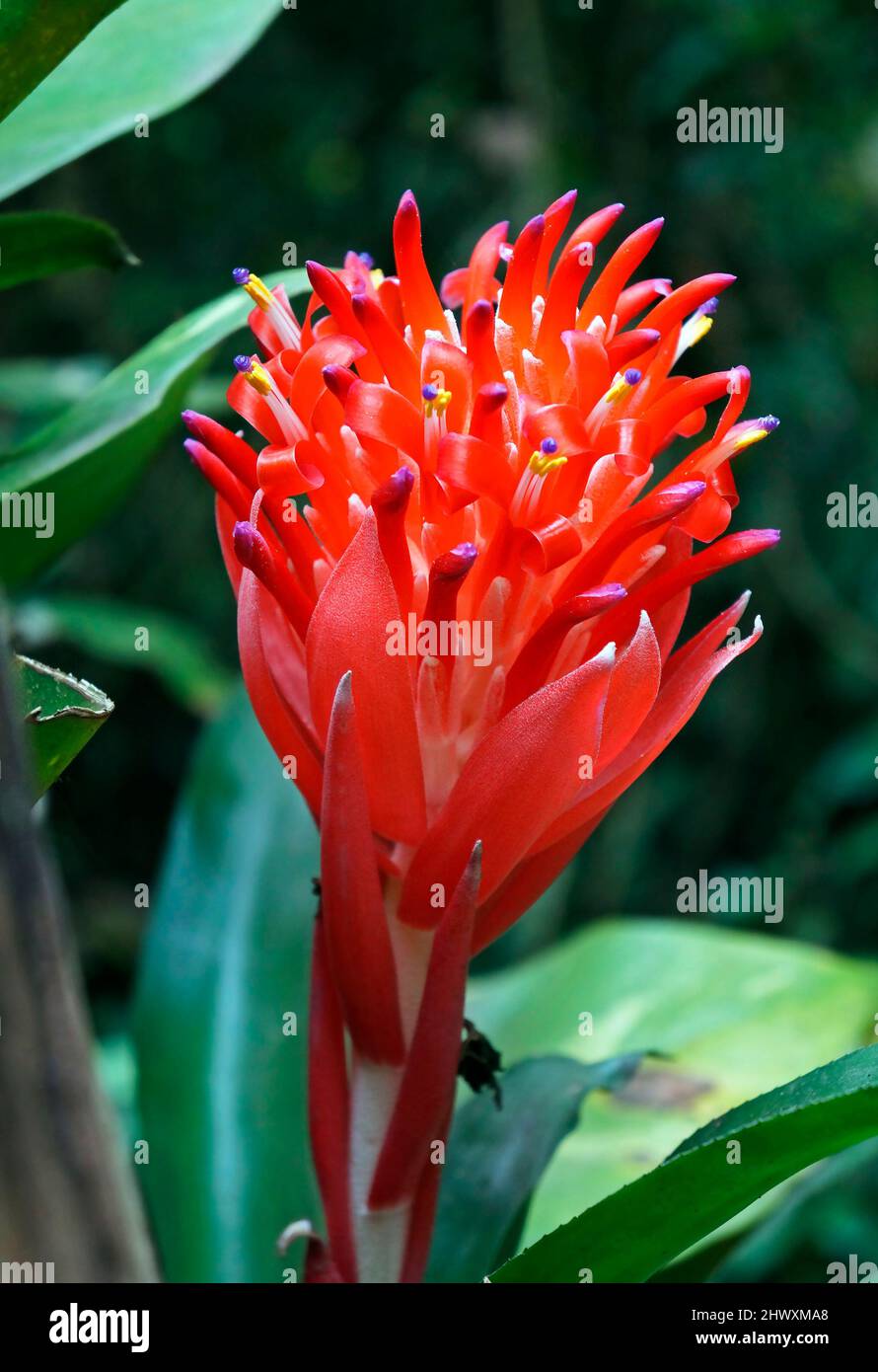 Flaming torch flower (Billbergia pyramidalis). Bromeliad inflorescence. Stock Photo