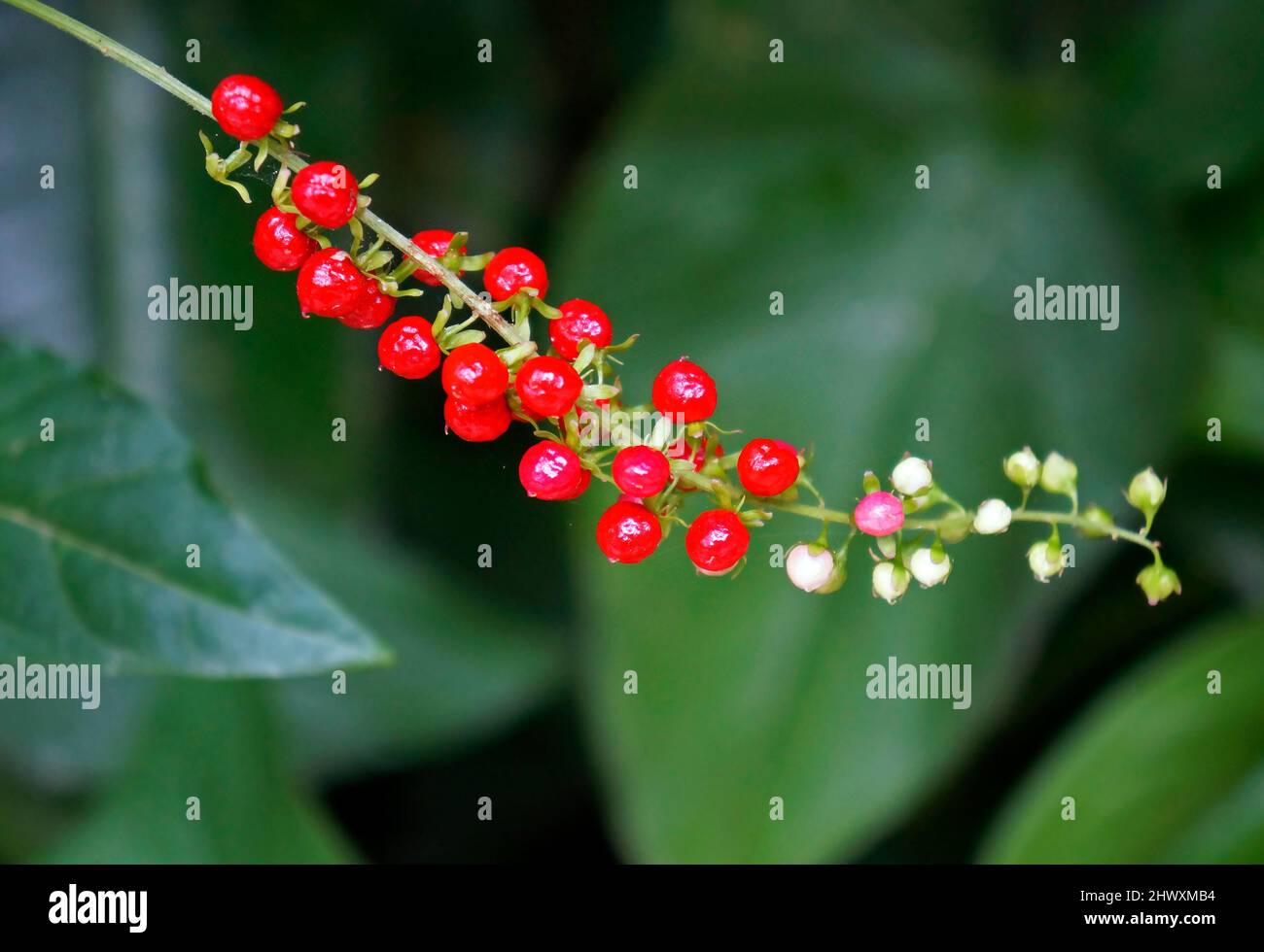 Wild red berries (Rivina humilis) on tropical rainforest Stock Photo