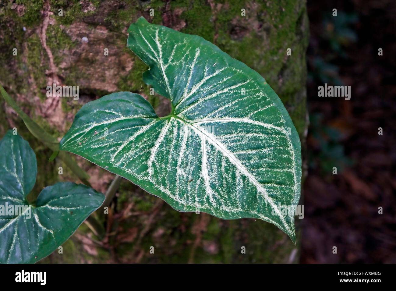 Arrowhead plant leaf (Syngonium podophyllum) on tropical rainforest Stock Photo