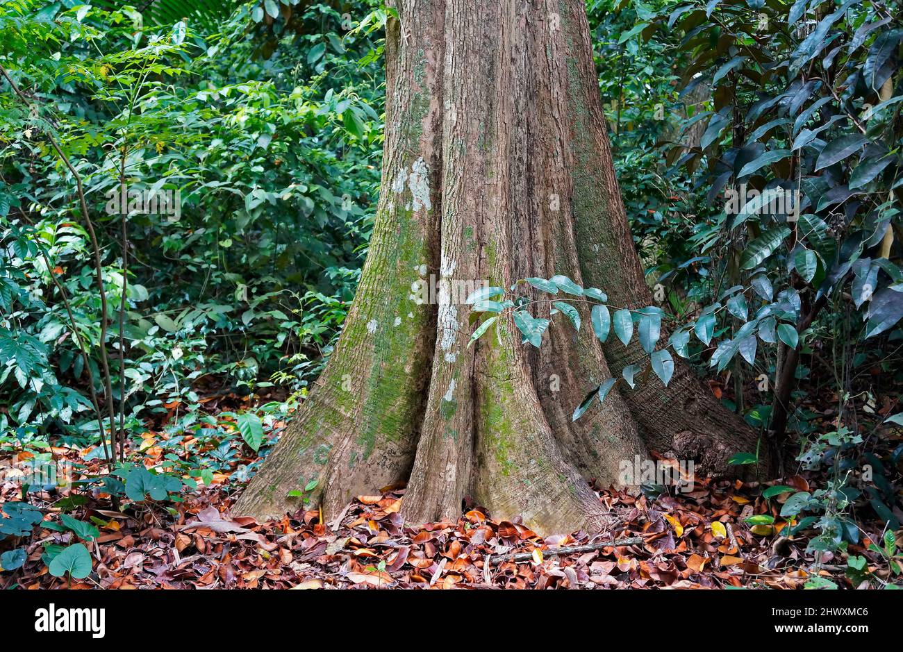 Tab Root Tree Tabular roots on tropical rainforest Stock Photo - Alamy