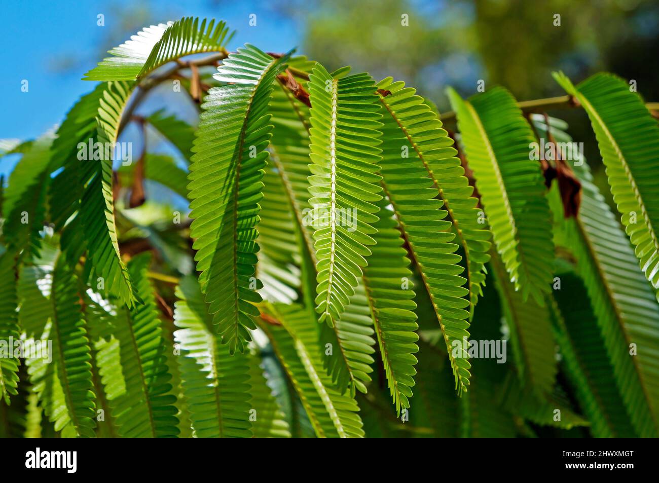 Tree leaves in the tropical rainforest, Rio de Janeiro, Brazil Stock Photo