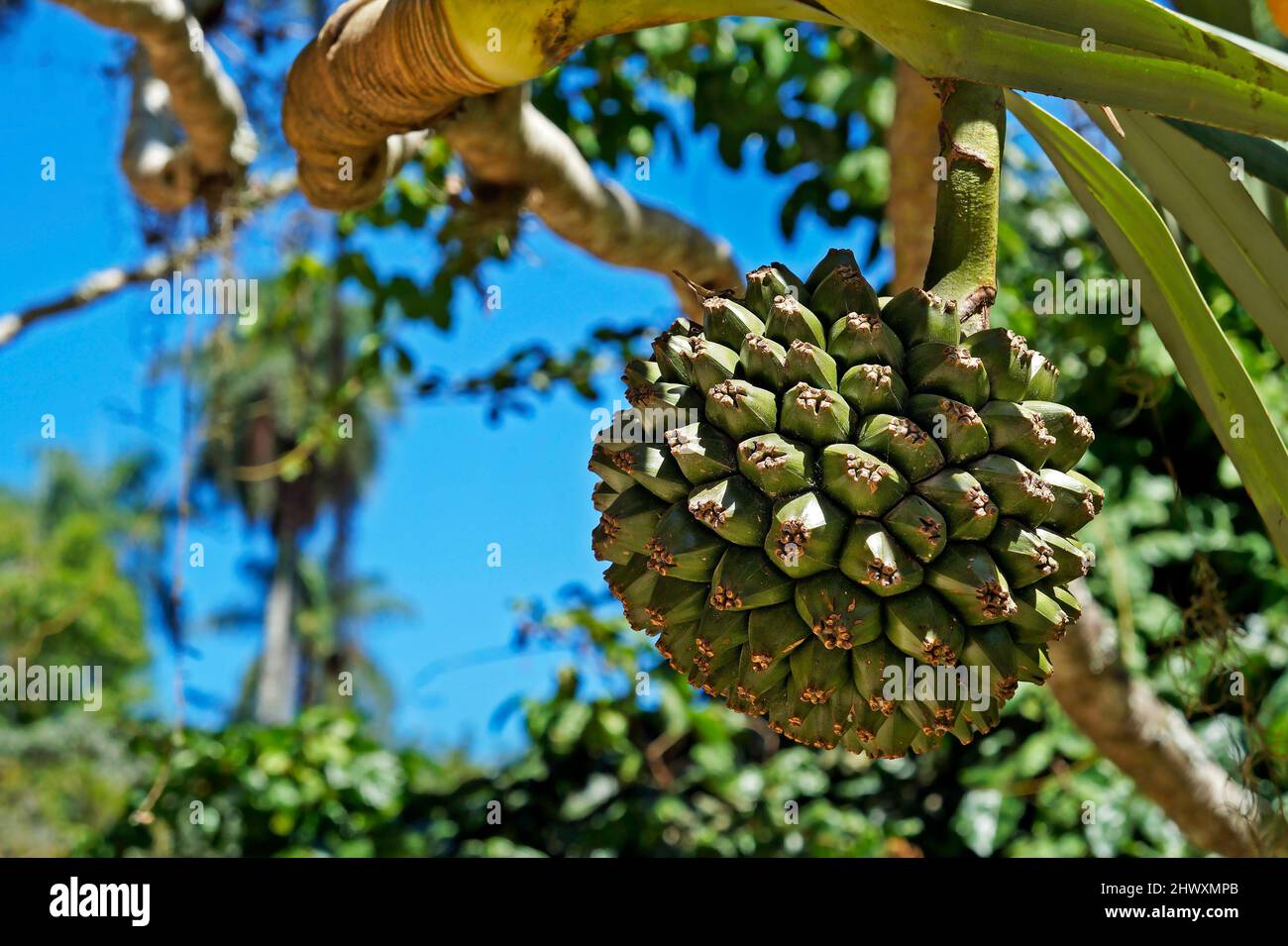 Common screwpine fruit (Pandanus utilis Stock Photo Alamy
