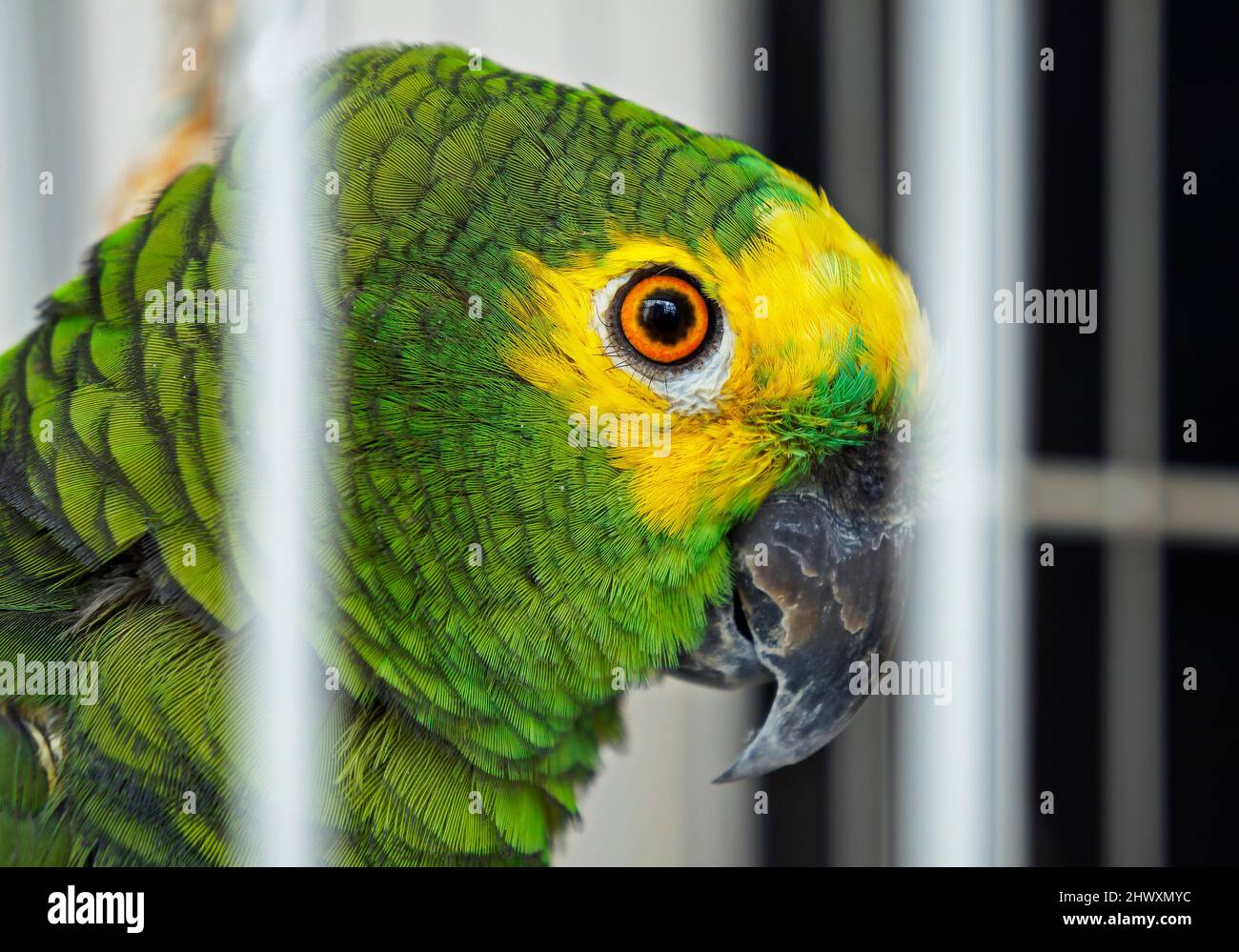 Turquoise fronted Parrot (Amazona aestiva) on cage, Sao Paulo, Brazil Stock Photo