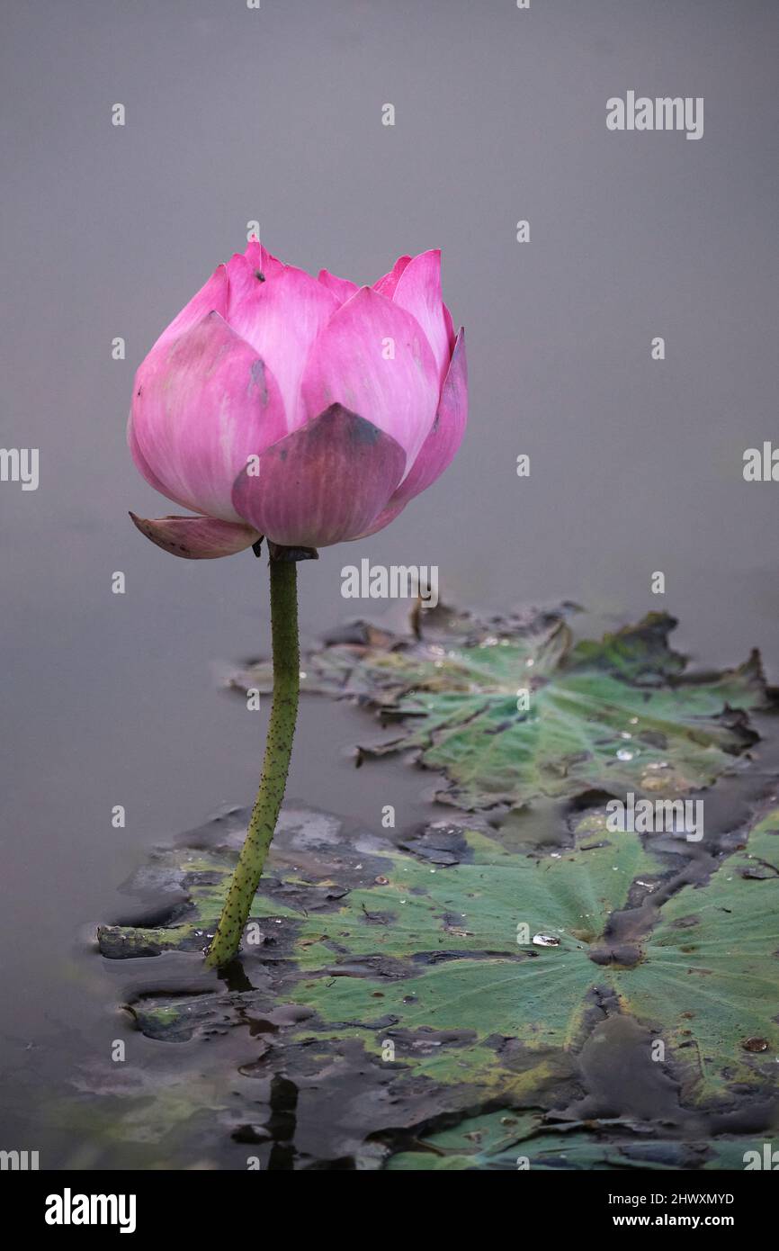 lotus, the national flower of Vietnam Stock Photo Alamy