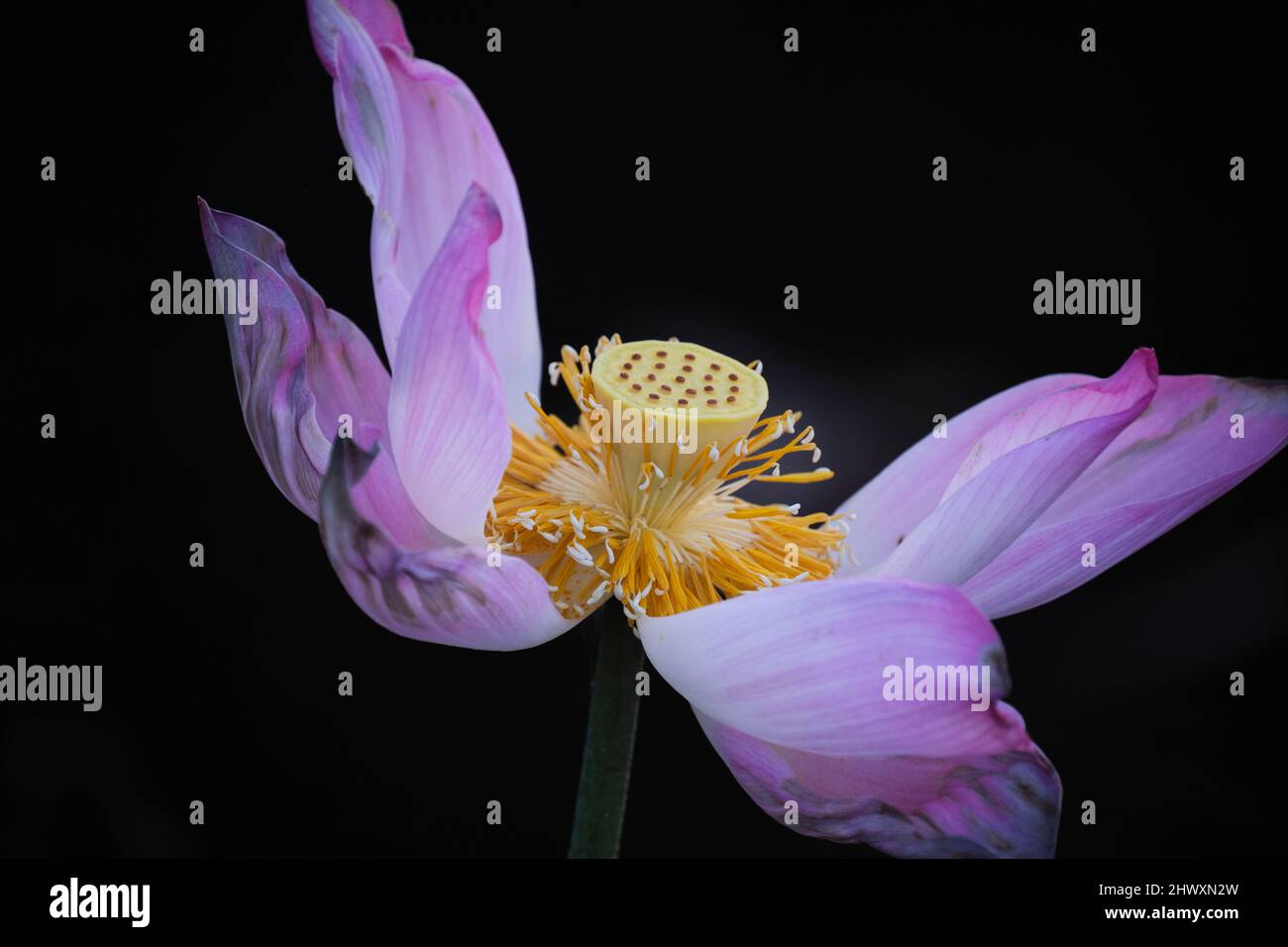 lotus, the national flower of Vietnam Stock Photo Alamy