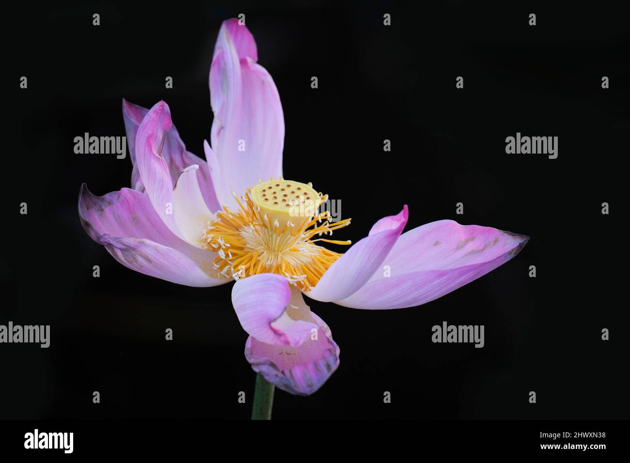 lotus, the national flower of Vietnam Stock Photo Alamy