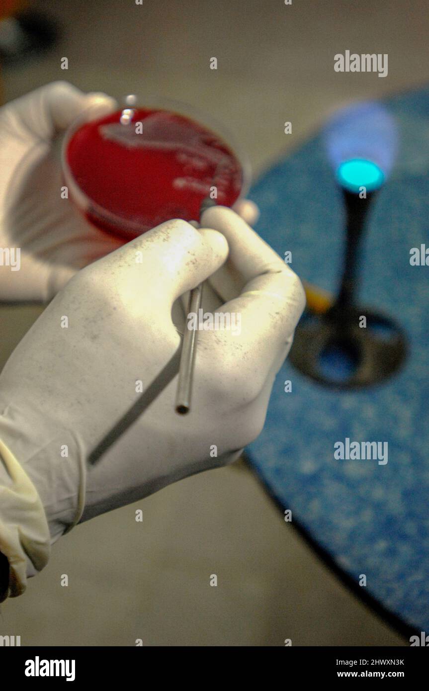 A technician transfers a small sample of blood onto an agar plate. Stock Photo