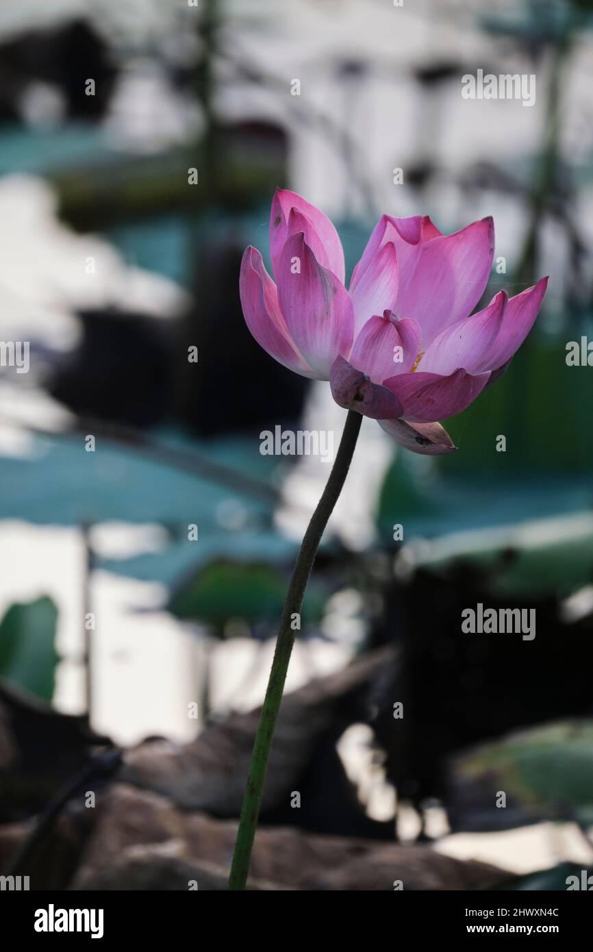 lotus, the national flower of Vietnam Stock Photo Alamy