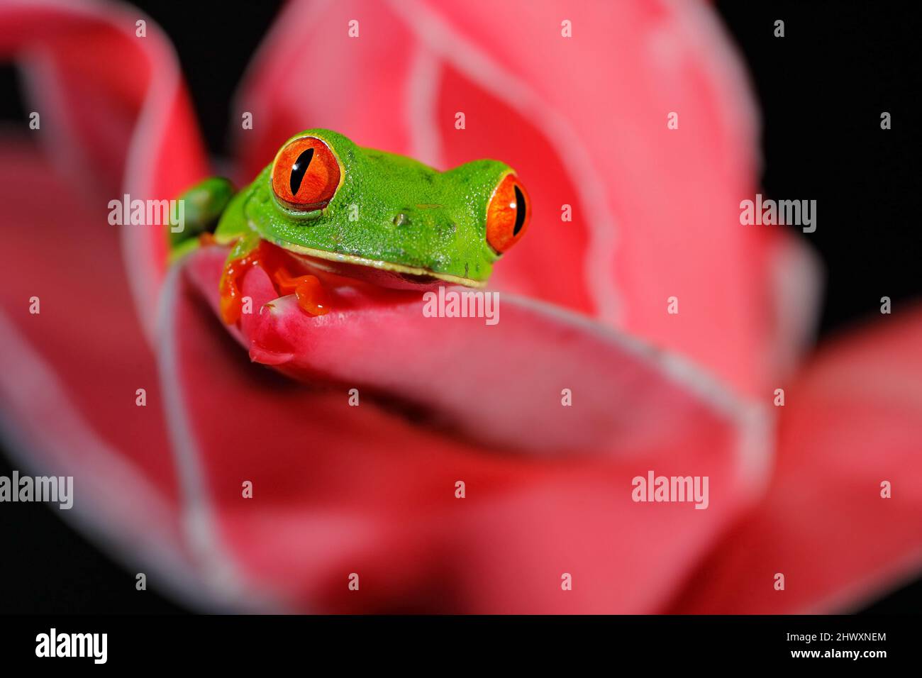 Beautiful amphibian in the night forest, exotic animal from America on red bloom of flower. Red-eyed Tree Frog, Agalychnis callidryas, animal with big Stock Photo