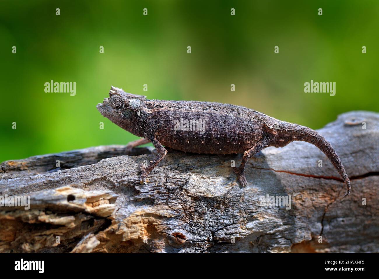 Brookesia ebenaui, Northern Leaf Chameleonsitting on the branch in forest habitat. Exotic beautiful endemic green reptile with long tail from Madagasc Stock Photo