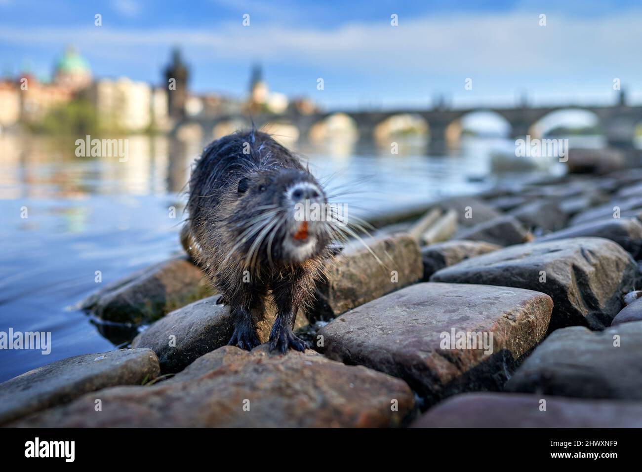 Nutria, wide angle with river city habitat, Vltava, Prague, Czech ...