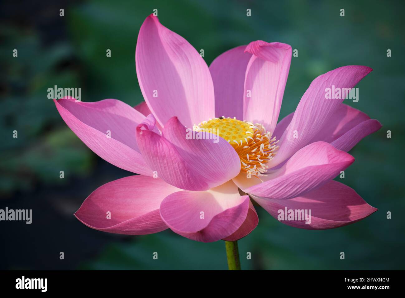 lotus, the national flower of Vietnam Stock Photo Alamy
