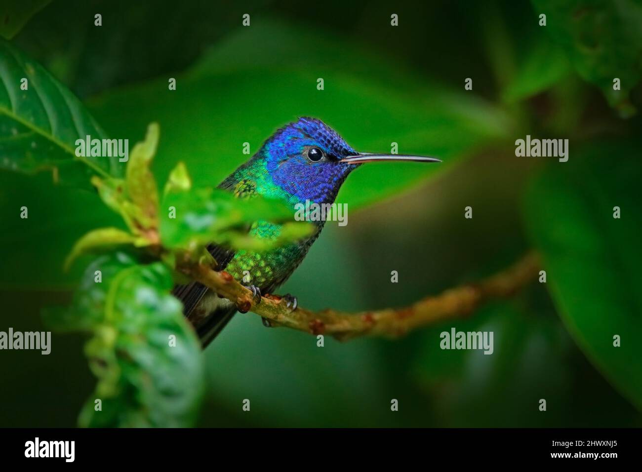 Blue head hummingbird. Golden-tailed Sapphire, Chrysuronia oenone, Sumaco Napo-Galeras National Park in Ecuador. Green blue head hummingbird sitting o Stock Photo