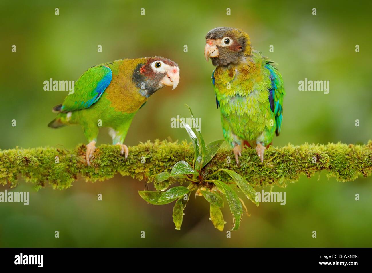 Costa Rica wildlife, two parrots. Brown-hooded Parrot, Pionopsitta haematotis, portrait of light green parrot with brown head. Stock Photo