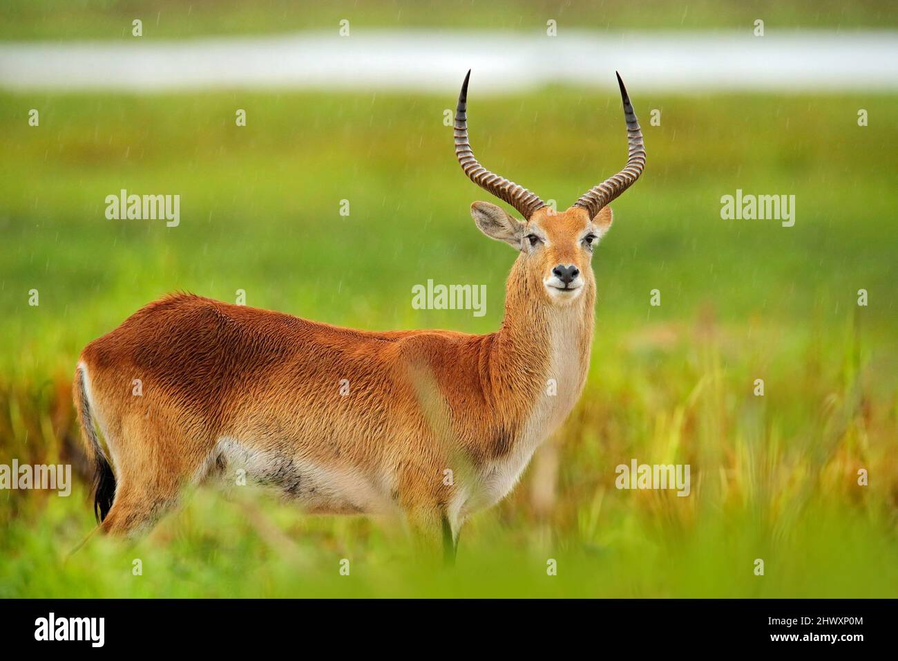 Lechwe Kobus Leche Antelope In The Golden Grass Wetlands With Water Lechwe Kobus Leche Antelope In The Golden Grass Wetlands With Water