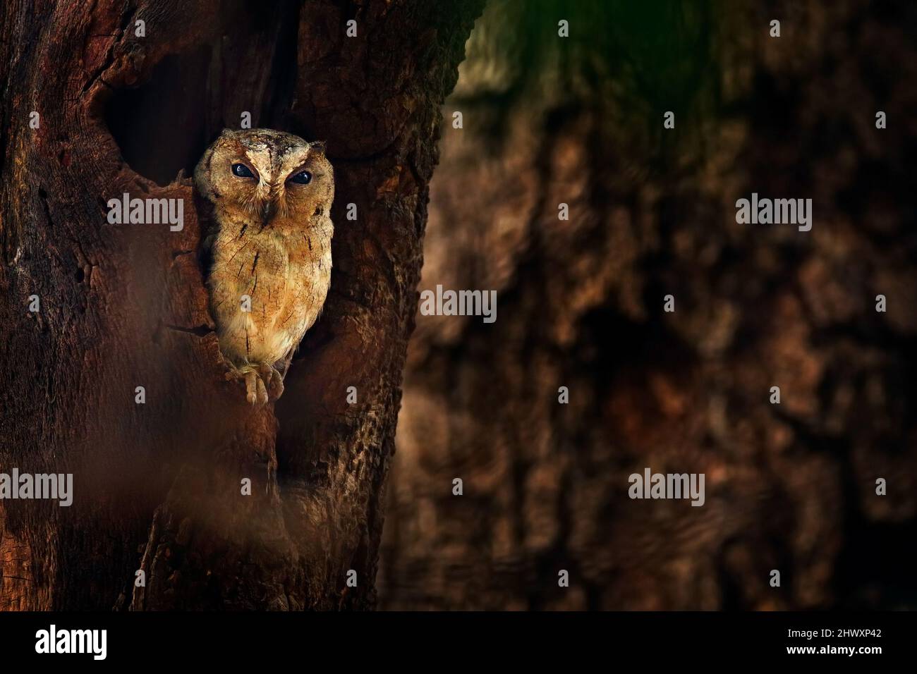 Indian scops owl, Otus bakkamoena, rare bird from Asia. Malaysia beautiful owl in the nature forest habitat. Fish owl sitting on tree in the dark gree Stock Photo