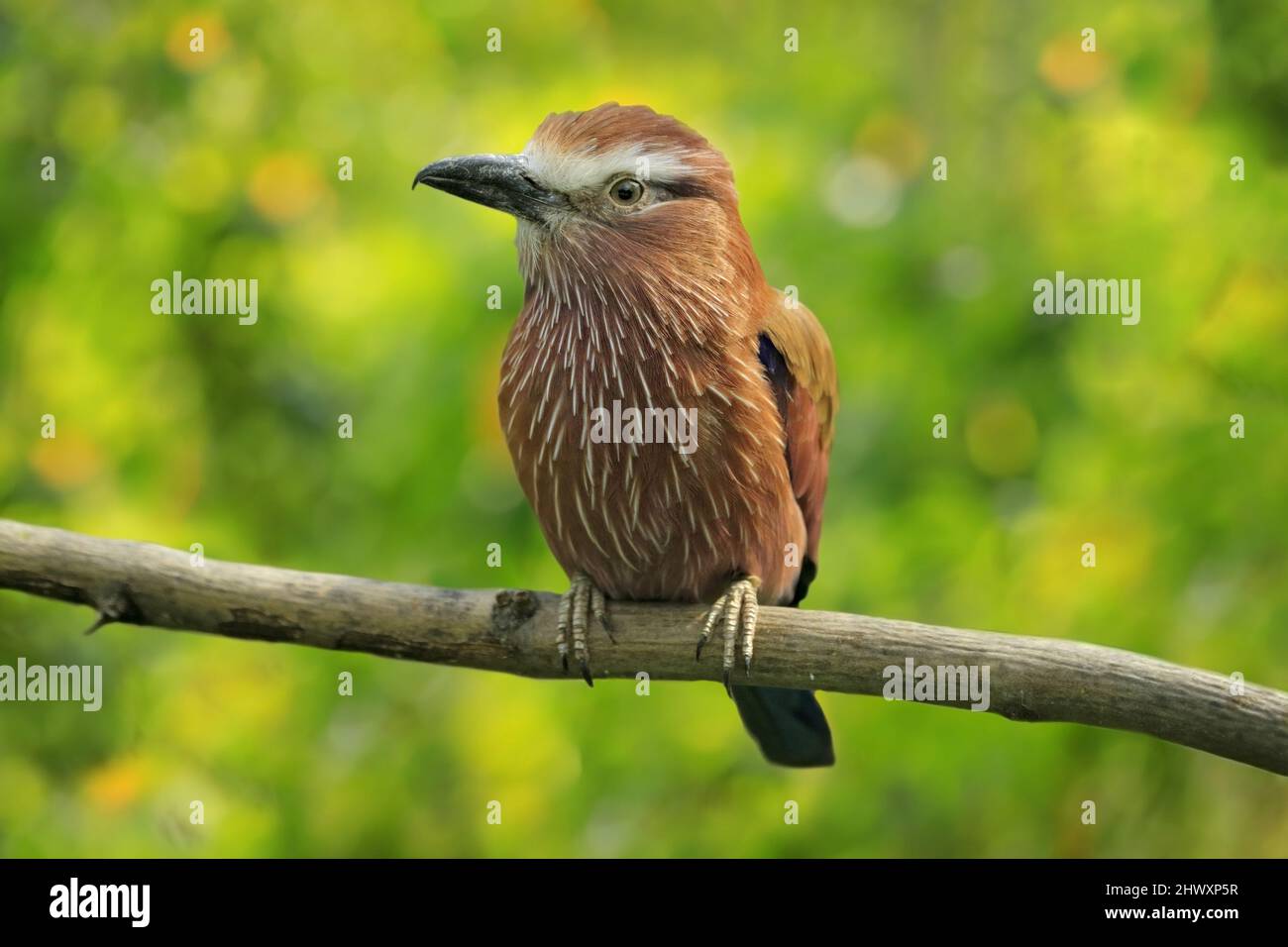 Purple roller, Coracias naevius, or rufous-crowned roller, bird widespread in sub-Saharan Africa, sitting on the branch with beautiful flower vegetati Stock Photo