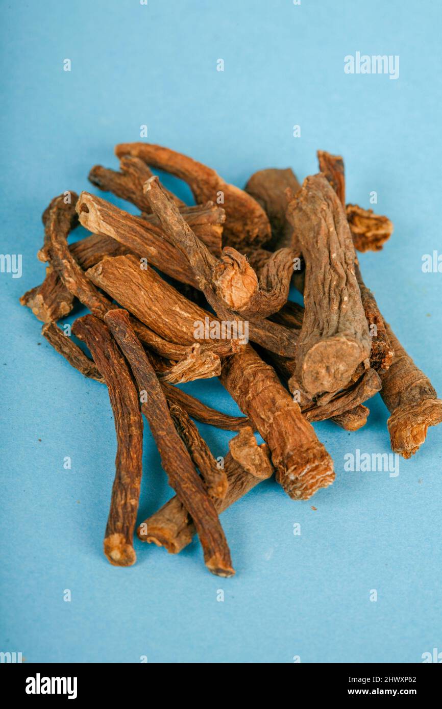 Dandelion root. Historically, dandelion was prized for a variety of medicinal properties, and it contains a wide number of pharmacologically active co Stock Photo