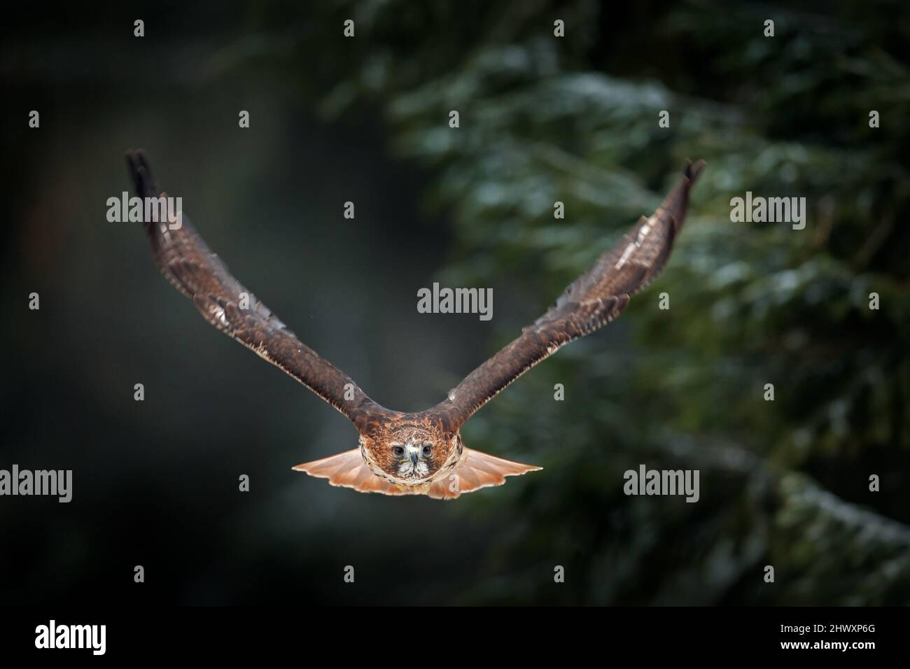 Flying bird of prey above the field meadow, Red-tailed hawk, Buteo jamaicensis, landing in the forest. Wildlife scene from nature. Stock Photo