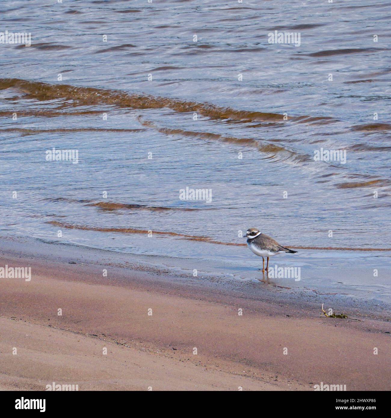 Small gray bird Big-billed plover on a sandy beach. Greater Sand Plover-Charadrius leschenaultii Stock Photo