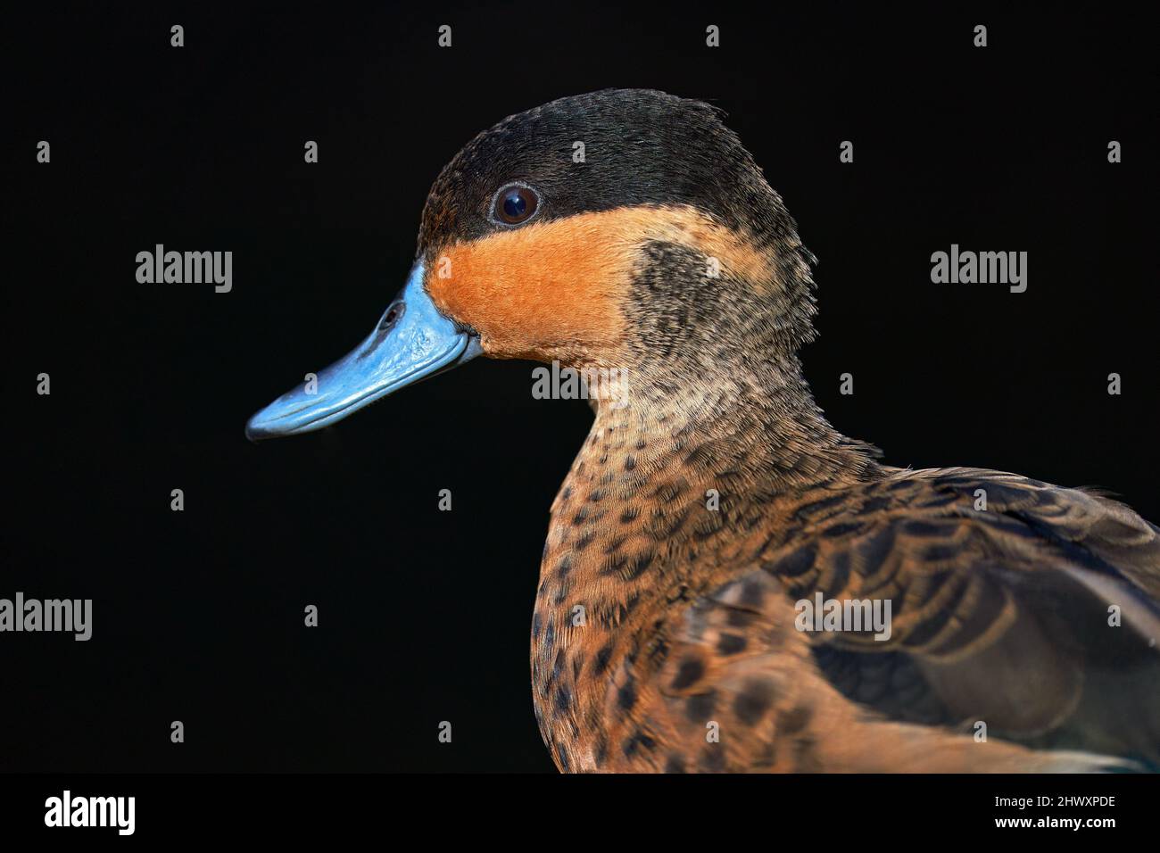 Hottentot Teal, Anas hottentota, dabbling duck of the genus Anas. It is migratory resident in eastern and southern Africa, from Sudan. Summer duck, si Stock Photo