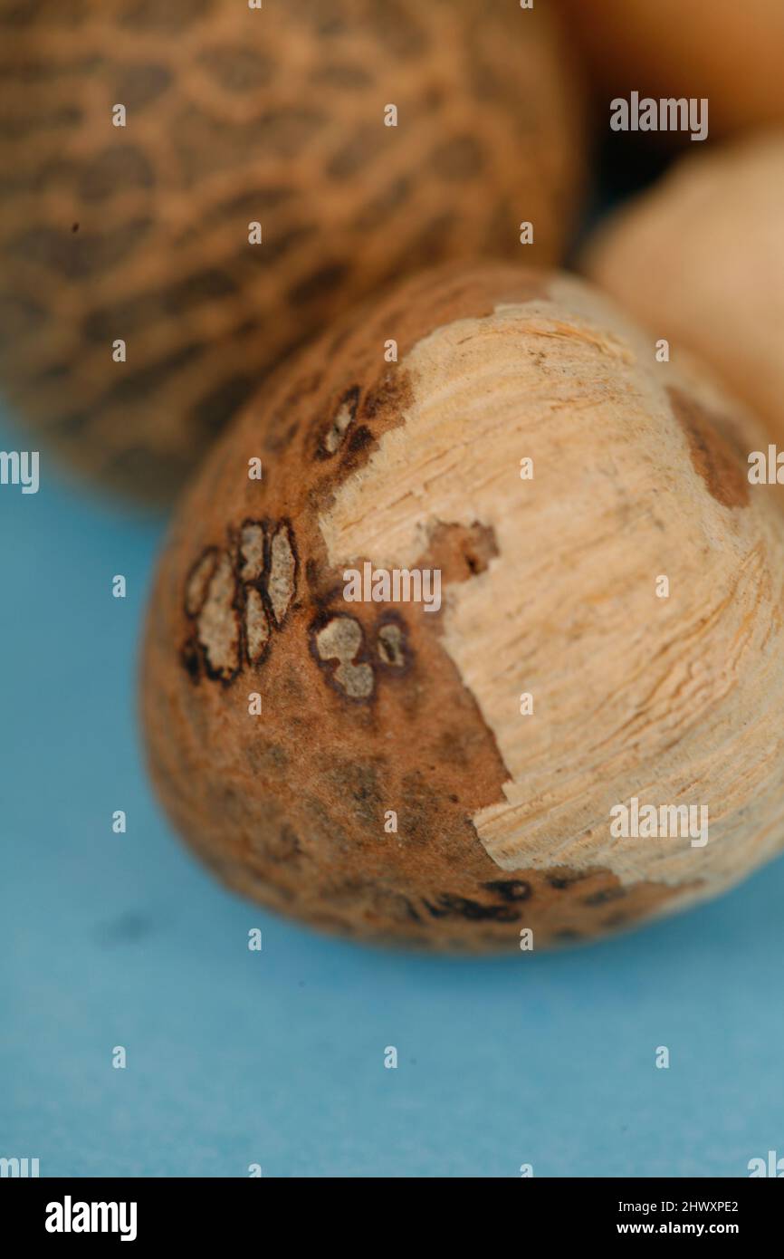 Areca nut, also known as Betel nut, has a bitter and tangy taste. It is