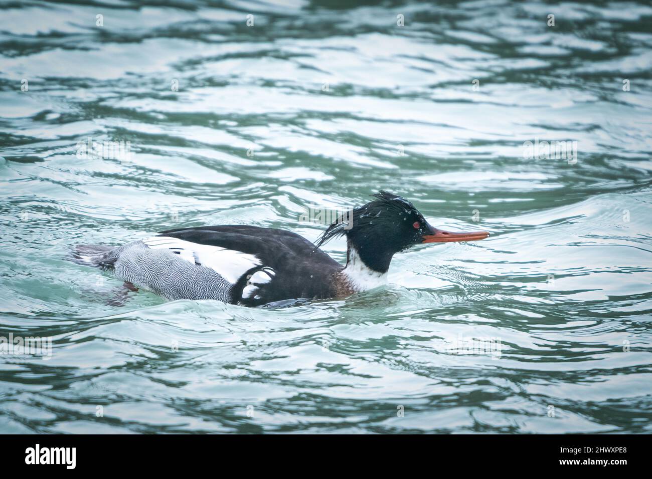 I photographed this Red-breasted Merganser searching for his next meal at the Sturgeon Bay shipping canal on lake Michigan in Wisconsin. Stock Photo