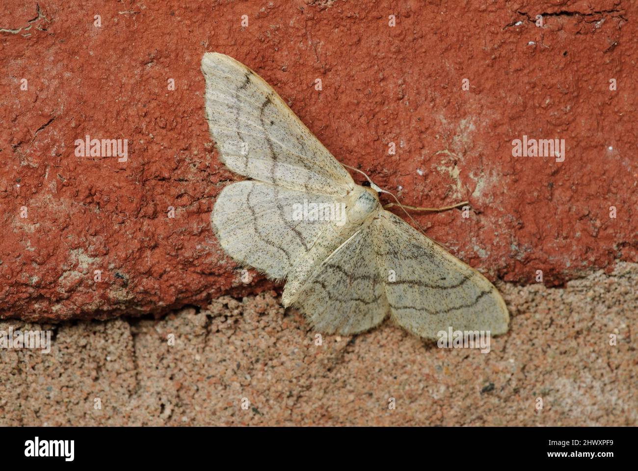 Riband Wave moth (Idea aversata), on brick wall Stock Photo