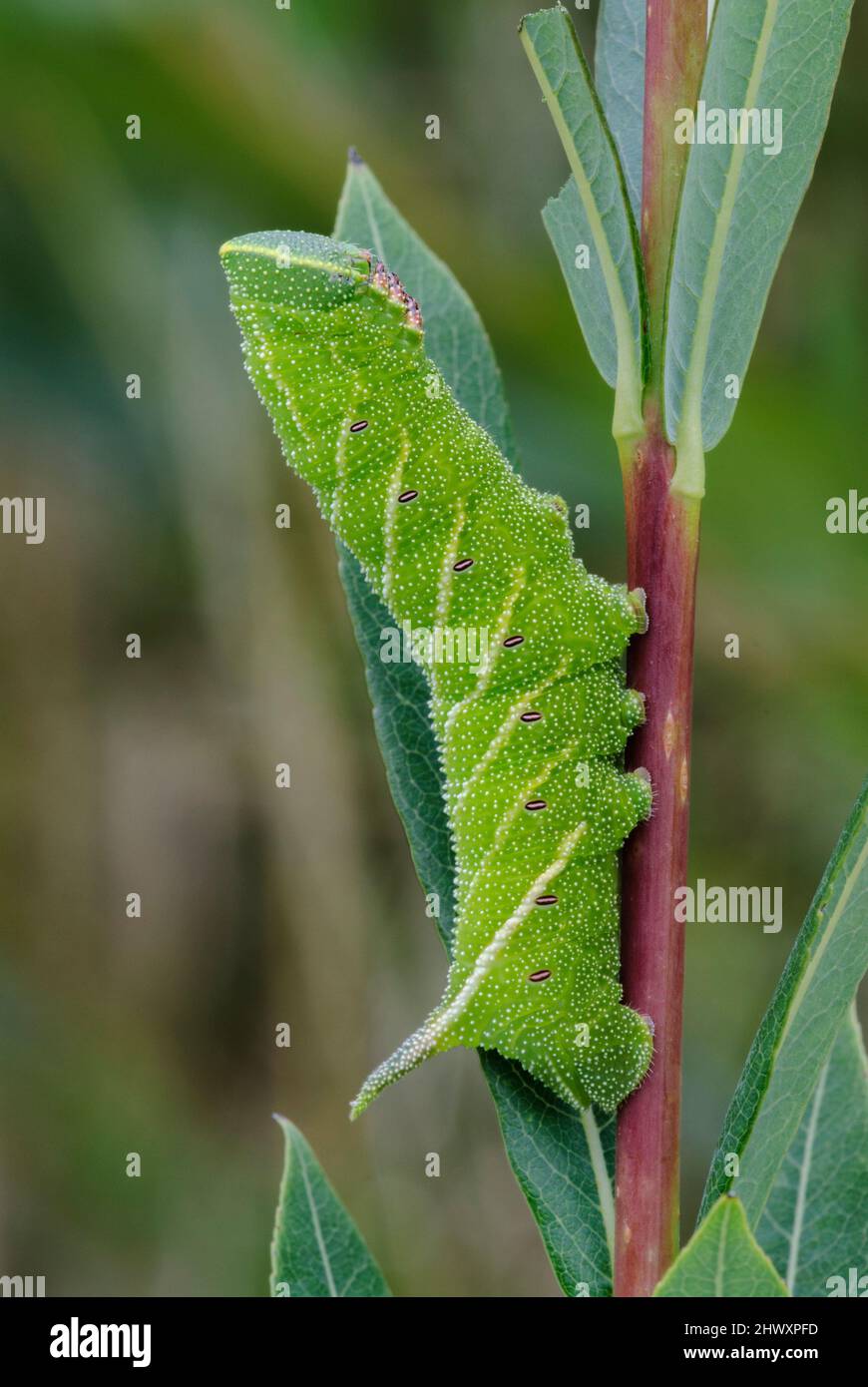 Eyed Hawkmoth (Smerinthus ocellata) caterpillar, on willow Stock Photo