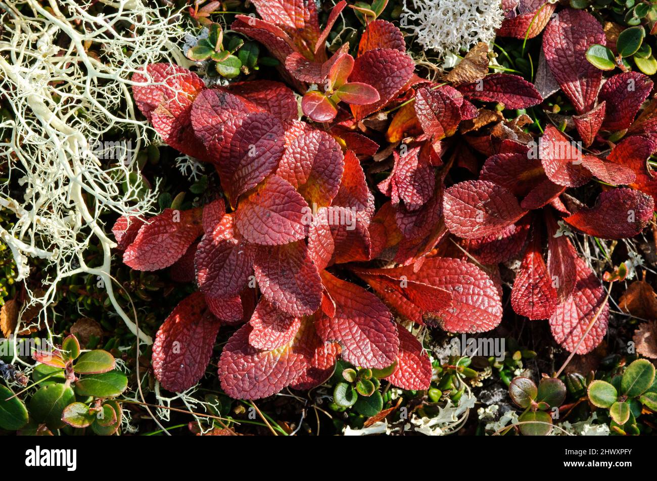 Alpine Bearberry (Arctostaphylos alpinus) with Reindeer moss (lichen) Cladonia rangiferina Stock Photo