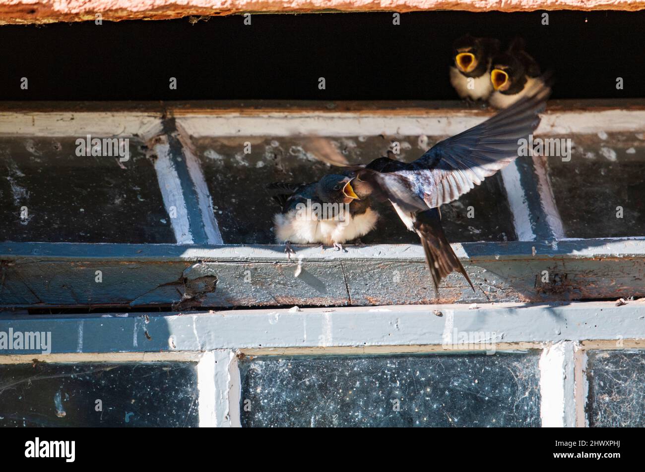 Barn Swallow  (Hirundo rustica), adult feeding young Stock Photo