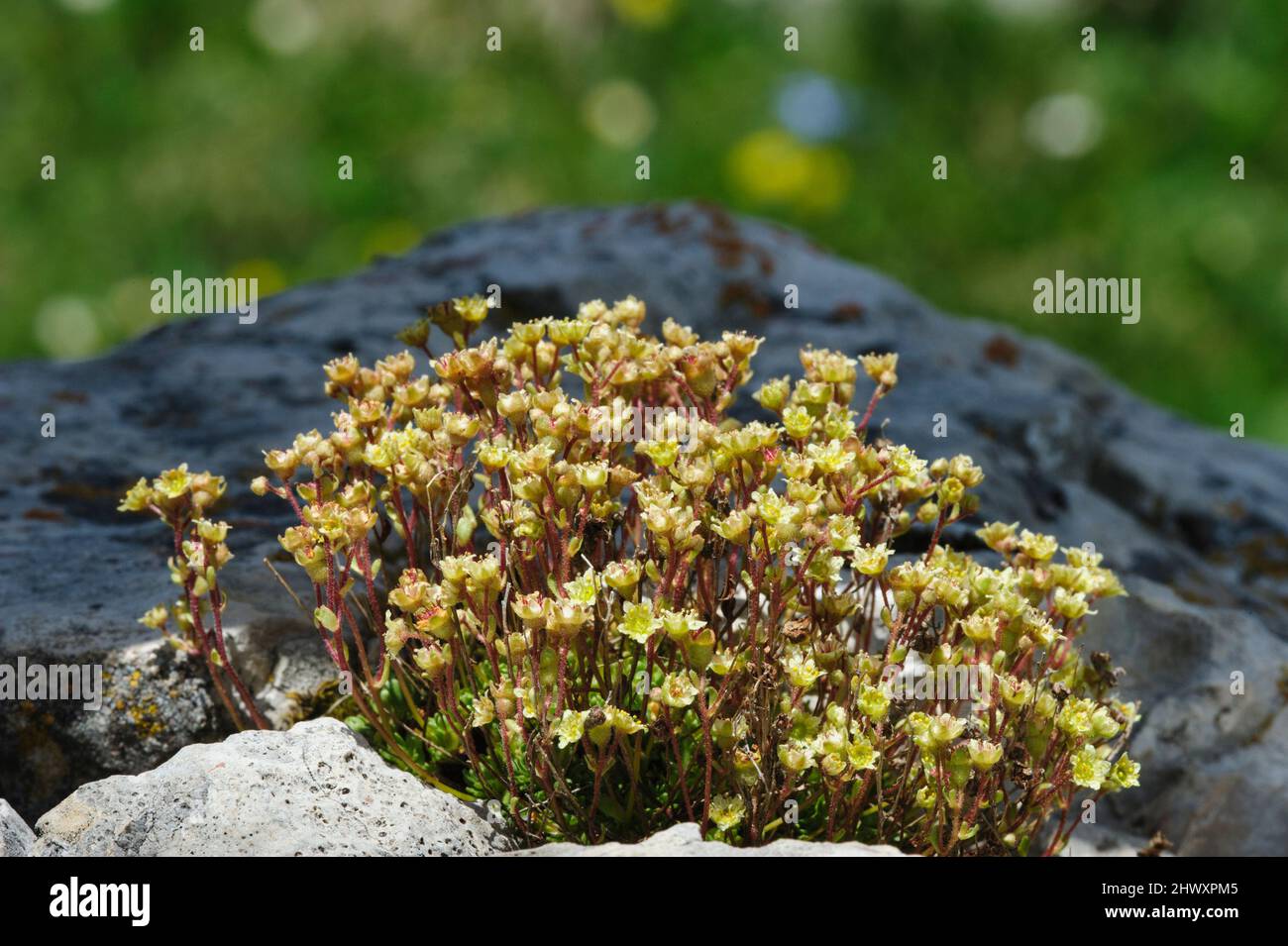 Musky Saxifrage (Saxifraga exarata), syn. (Saxifraga moschata), flowers Stock Photo