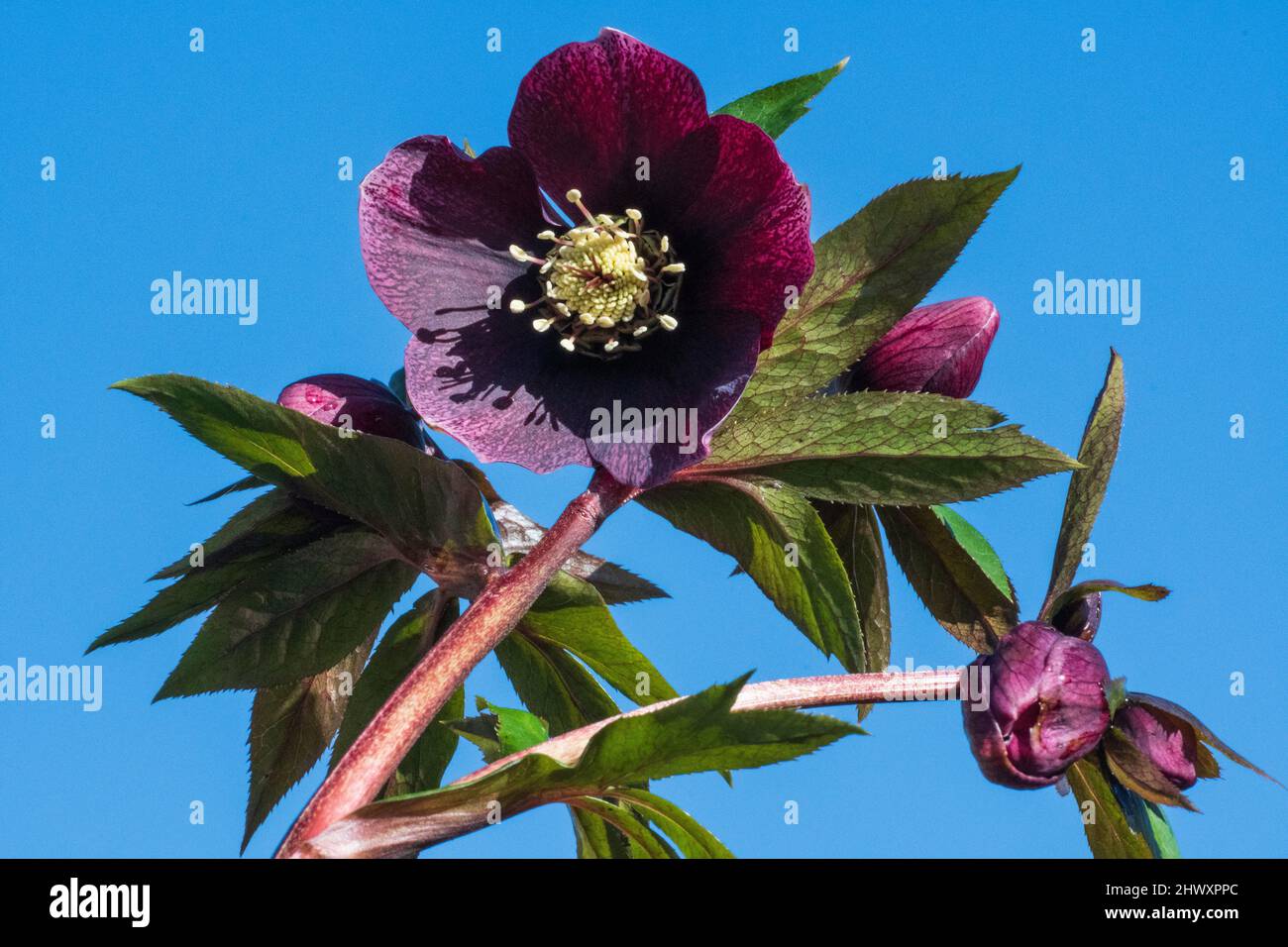 Lenten (Christmas) Rose (Helleborus orientalis) Stock Photo