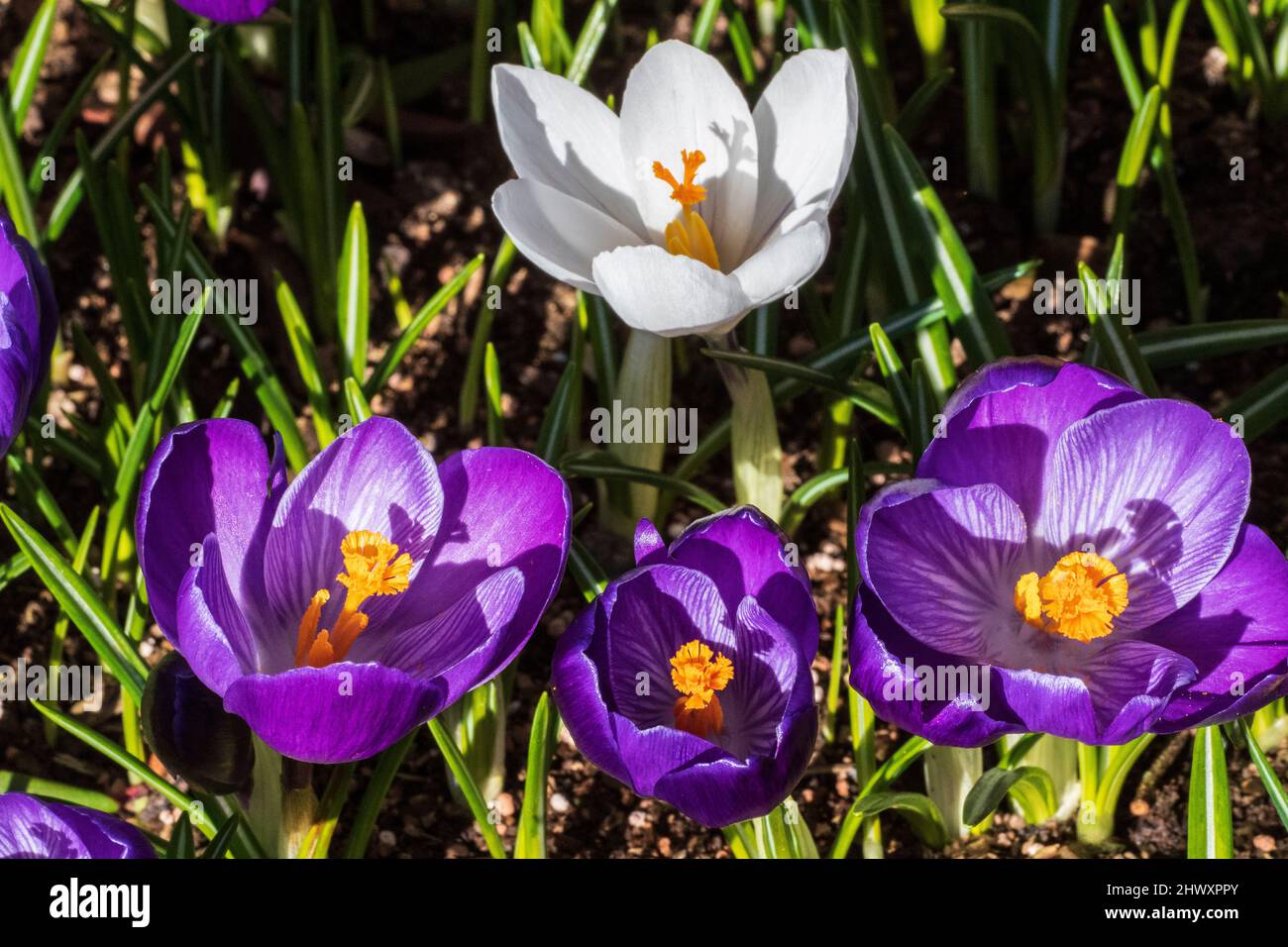 Large flowered Crocus Remembrance (Crocus vernus synonym Crocus × cultorum) with Large Flowered White Crocus (Crocus vernus), single flower Stock Photo